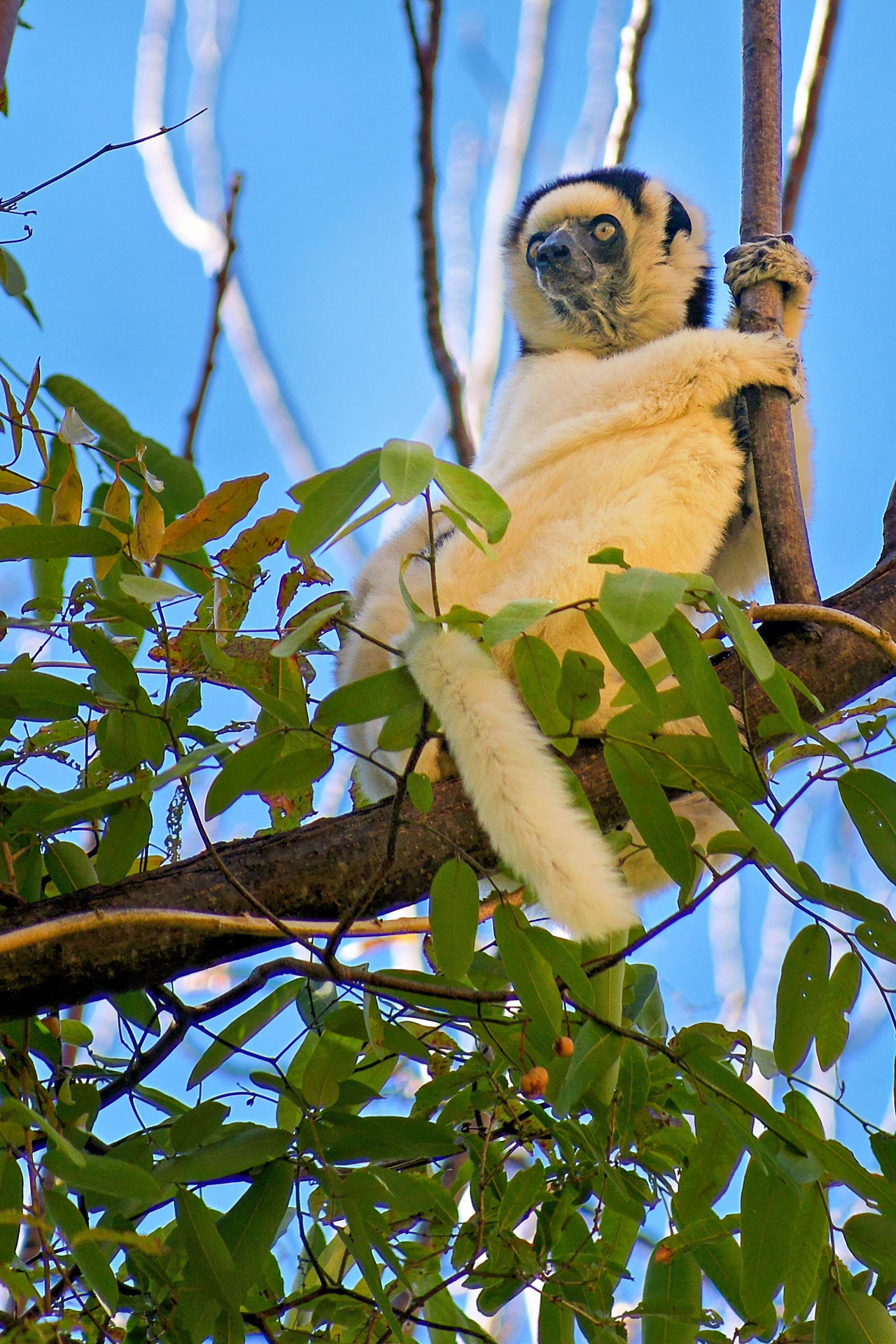 Sifaka Lemur